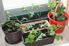 Erdbeeren 10.04.2013 5.webp