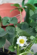 Erdbeeren 10.04.2013 4.webp