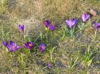 DSC_3865_meine_Wiese.webp