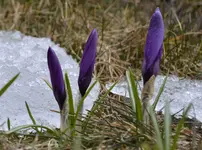 DSC_3734_drei_Krokusse_im_Schnee.webp