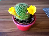 RIMG0018.webp