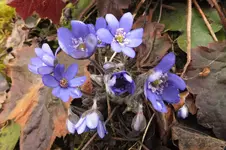 2013_0410Frühling0002.webp