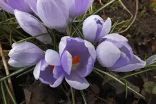 2013_0410Frühling0007.webp