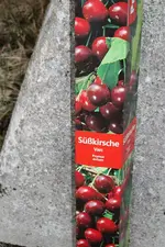 Kirsche 11.04.2013.webp