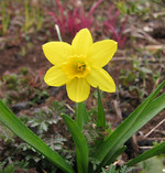 narzisse april 2013.webp