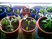 Tomatenzöglinge.webp