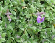 blume-lila.webp