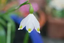DSC_3206.2.webp