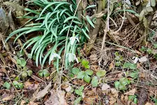 Hecke 11.04.2013.webp