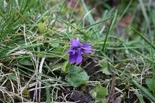 Veilchen 11.04.2013.webp