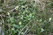 Schluesselblumen 11.04.2013.webp