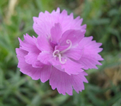 federnelke.webp