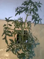 SilverOben12_4_13.webp