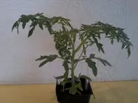 SilverFirTree12_4_13.webp