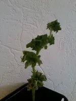 Stick12_4_13.webp