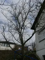 Zwetschge1.webp