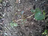Unbekannt12_4_13.webp