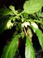Pflanzen 063.webp