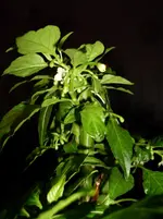 Pflanzen 060.webp