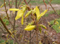 Forsythie april 2013.webp