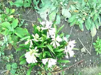 Blumen.webp