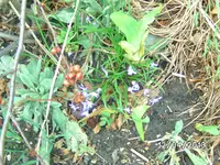 Blumen (2).webp