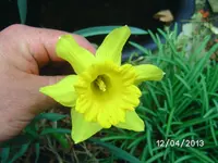 Blumen (3).webp