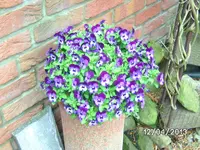 Blumen (4).webp