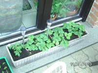 Erdbeeren.webp