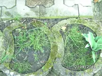 Schnittlauch.webp