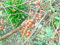 Knospen.webp