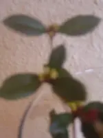 DSC03230.webp
