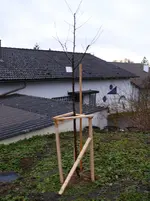 obstbaum-ApfelHochstamm.webp