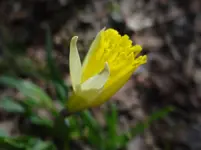 Narzisse.webp