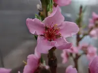 Aprikosenblüte.webp