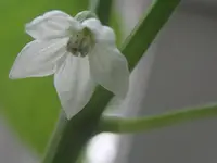 P4120015.webp