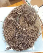 DSC03636 - 2013-04-12 - igel 2.webp