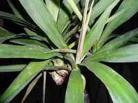 yucca 1.jpg