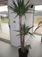yucca.webp