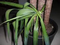 yucca 2.jpg