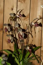 Orchi_1_DSC06881.webp