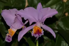 Orchi_2_DSC06886.webp