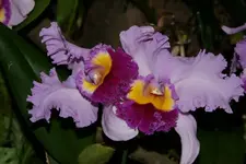 Orchi_3_DSC06896.webp