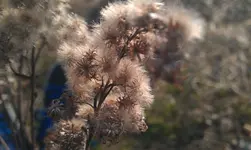 IMAG3058.webp