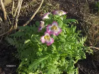 HPIM9325.webp