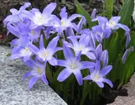 blume-stern-lila.webp