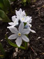 Scilla_2830.webp