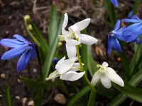 Scilla_2827.webp