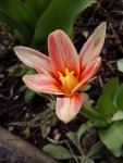 Tulpen_2847.JPG