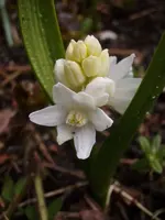 Scilla_2815.webp